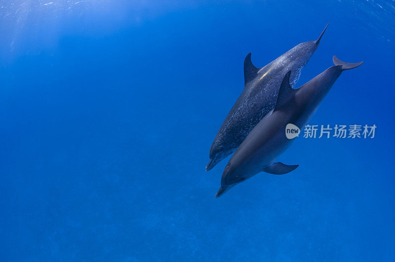 蓝色海水中的海豚