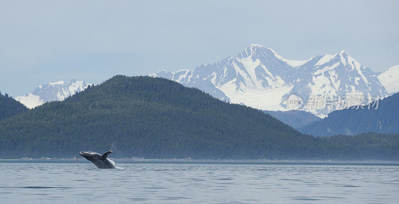 冰川湾的鲸鱼缺口