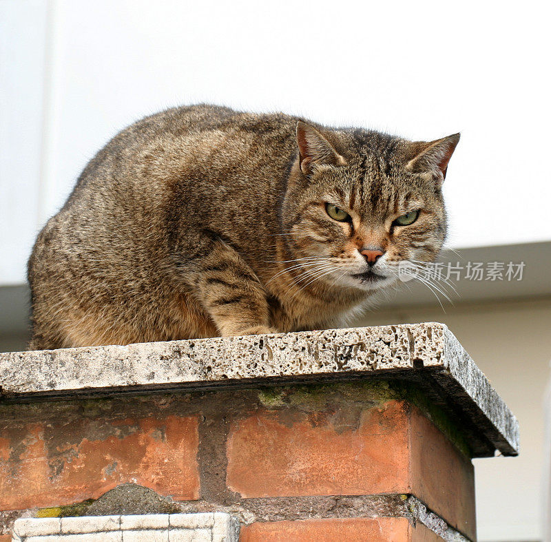 罗马愤怒的猫