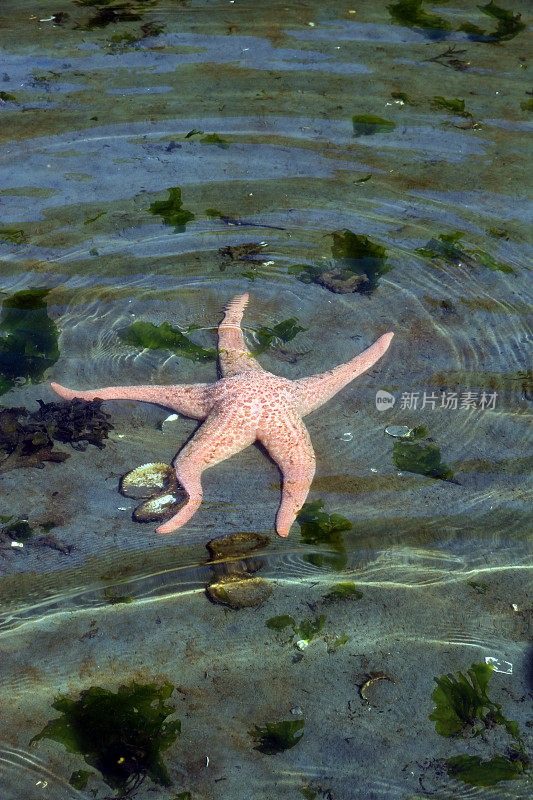 海星与海浪