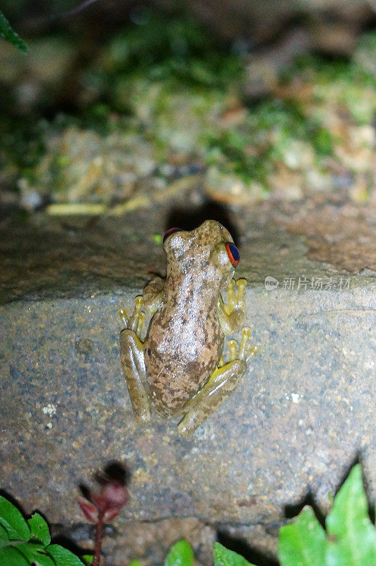 Rufous-eyed布鲁克青蛙