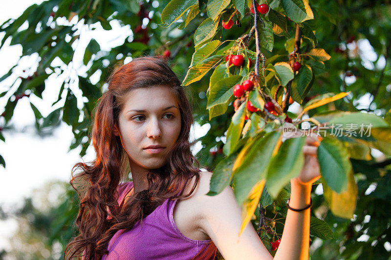 年轻女子正在摘樱桃