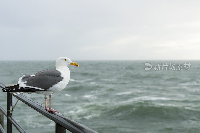 海鸥的姿势