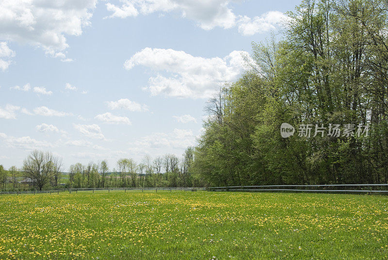 蒲公英Patch春天草地，农田