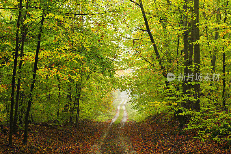 初秋穿越落叶混交林的徒步小径