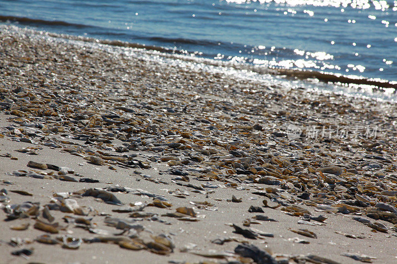 海滩上的蚝壳