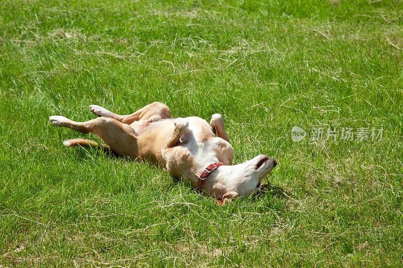 狗伸开四肢在草地上打滚