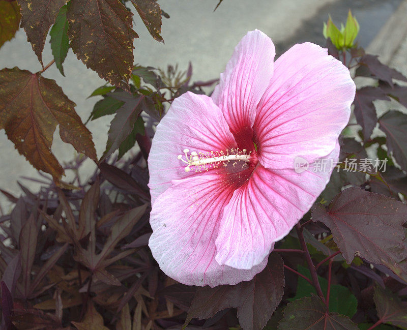 粉色的芙蓉