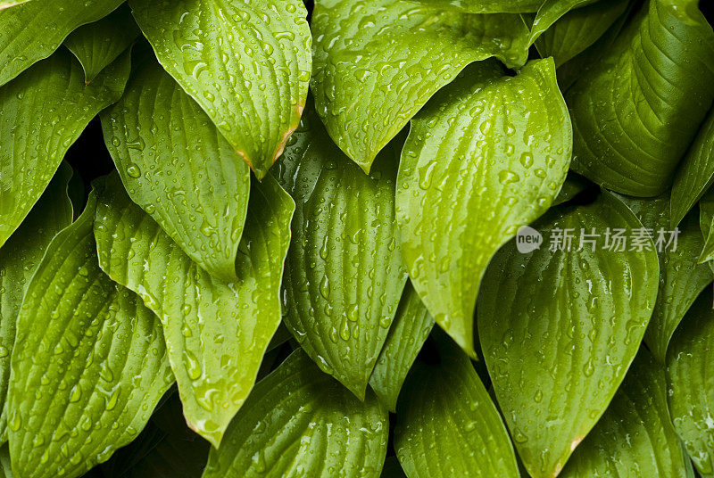 这是带有水滴的绿叶的特写图像