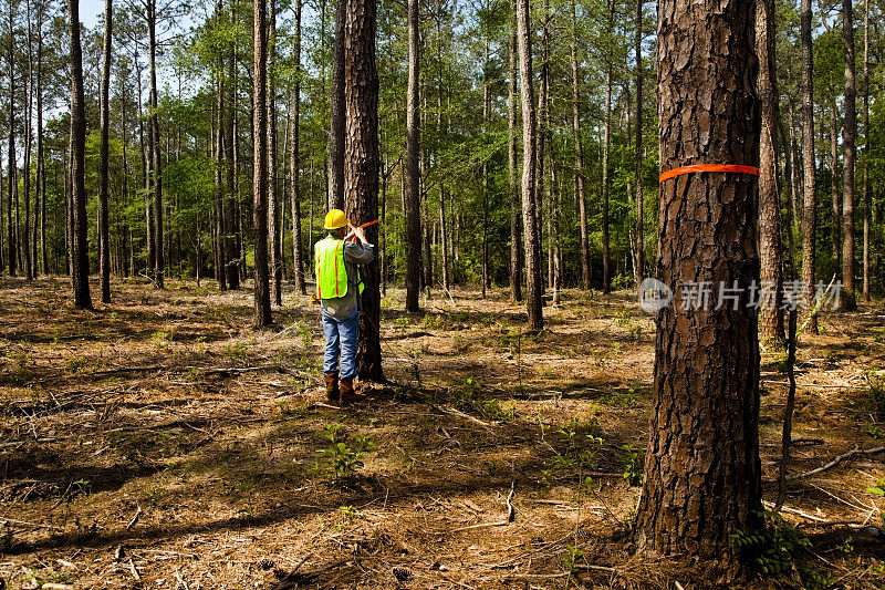 林务员、测量员或建筑商用橙色丝带标记树木