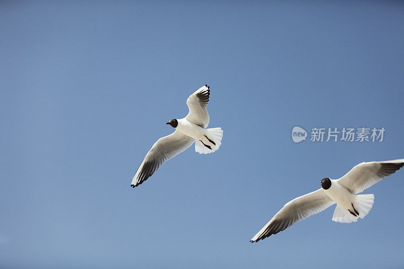 海鸥在蓝天飞翔XXXL