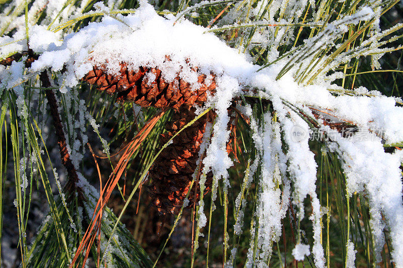 松果被雪覆盖