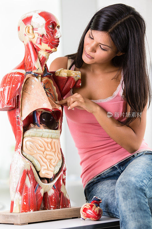 一个正在研究人体解剖模型的少女