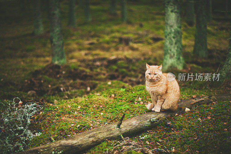 森林中的猫