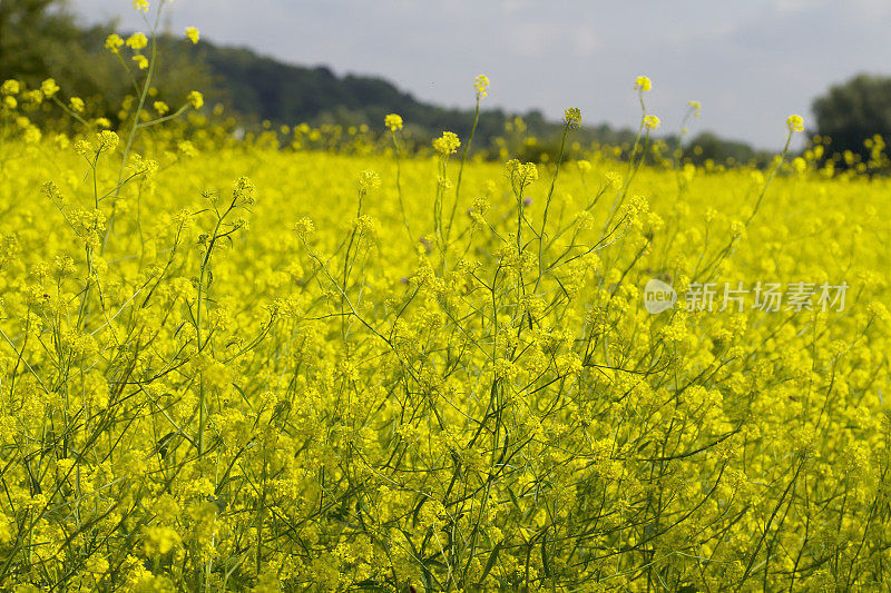 黑芥末(黑芸苔)