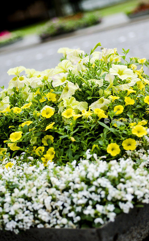 城市花园和农业在夏季的城市