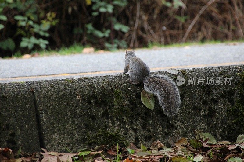 路边的松鼠