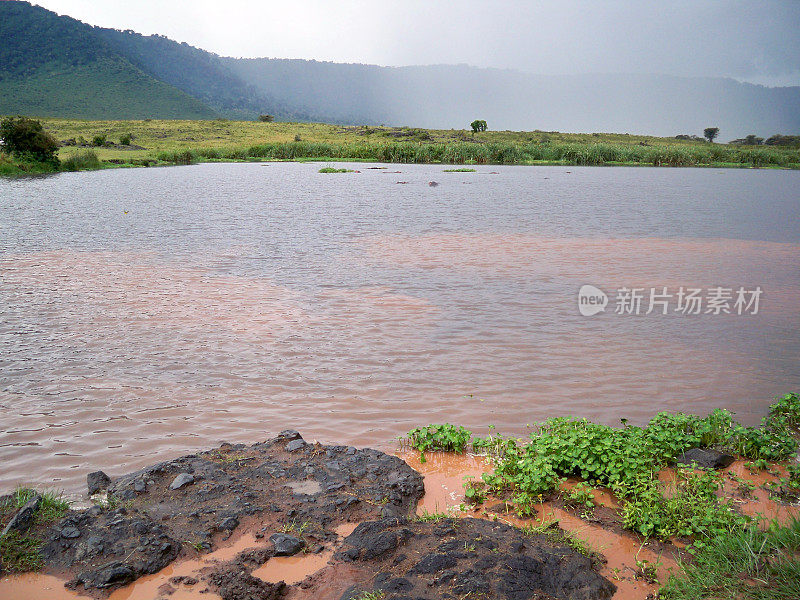 非洲河马