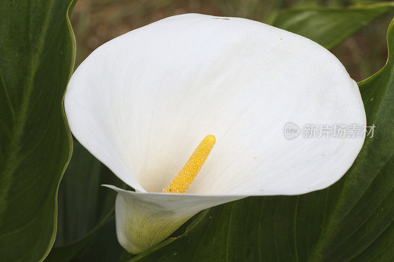 黄色的肉芽，白色的花苞，奇异的白色魔芋百合