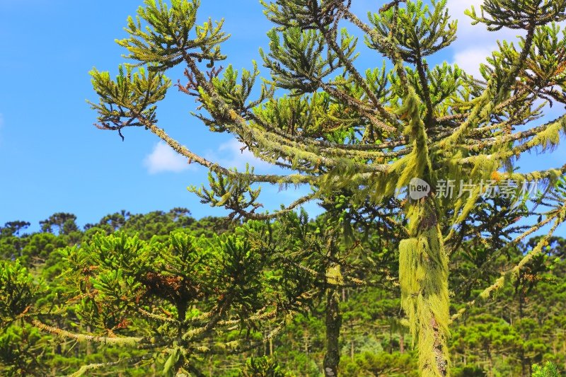 绿色的巴西松树树梢，Paraná，巴西南部