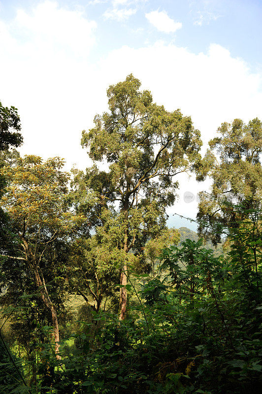 卢旺达:Nyungwe雨林