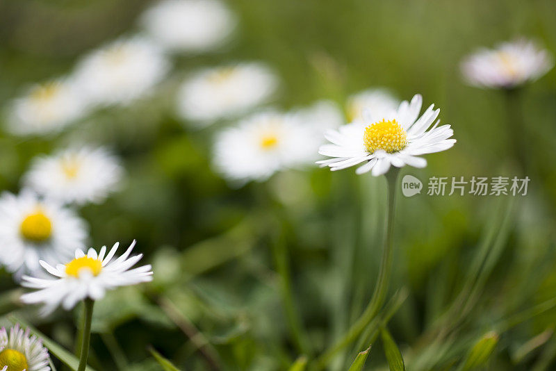 雏菊花园草坪近景浅焦点