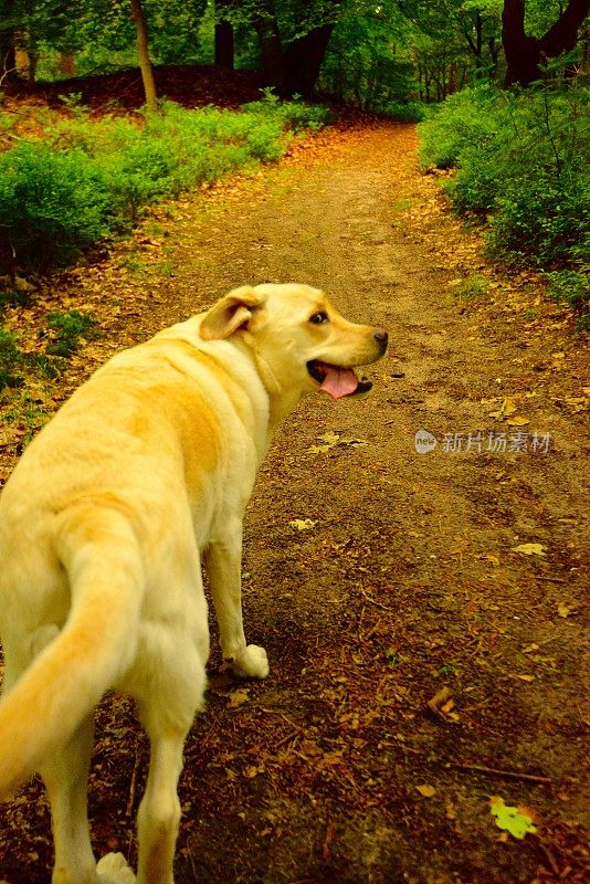 拉布拉多寻回犬