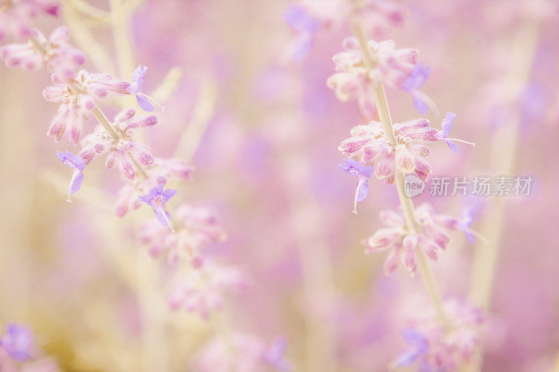 薰衣草花自然背景粉紫色春夏