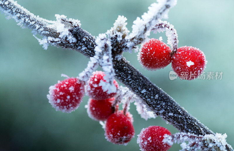 霜红浆果，冬季背景