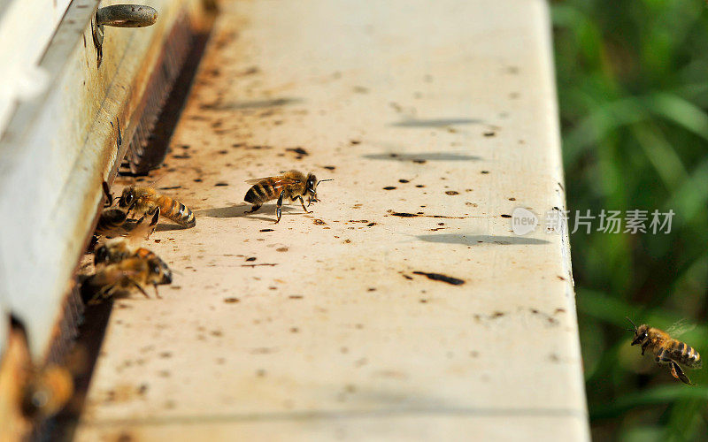 蜜蜂在蜂箱前
