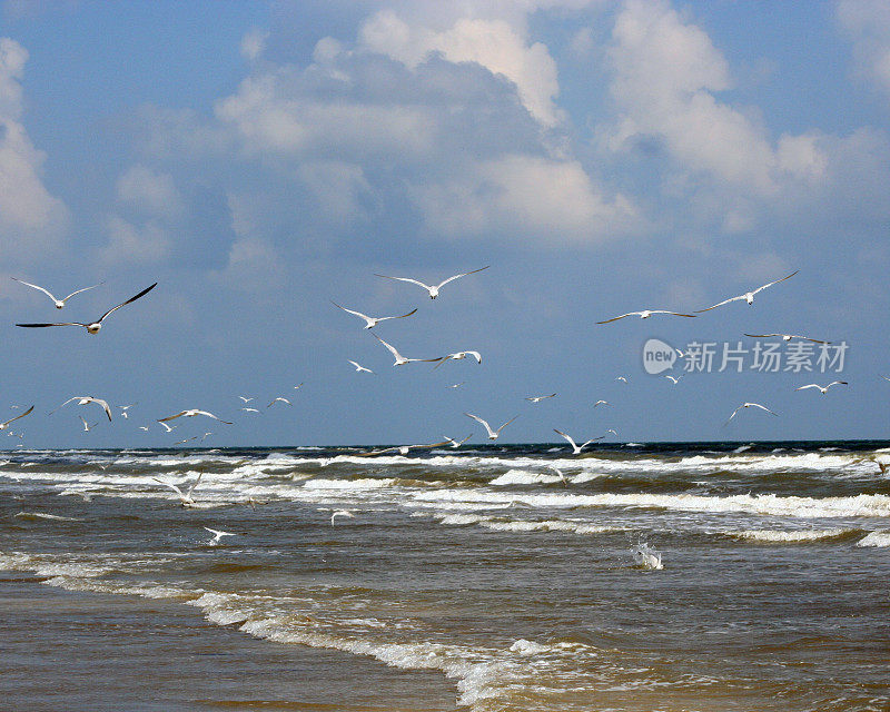 海鸥在加尔维斯顿海滩飞翔