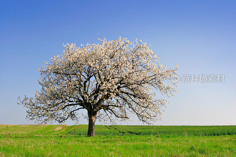 樱桃树开花