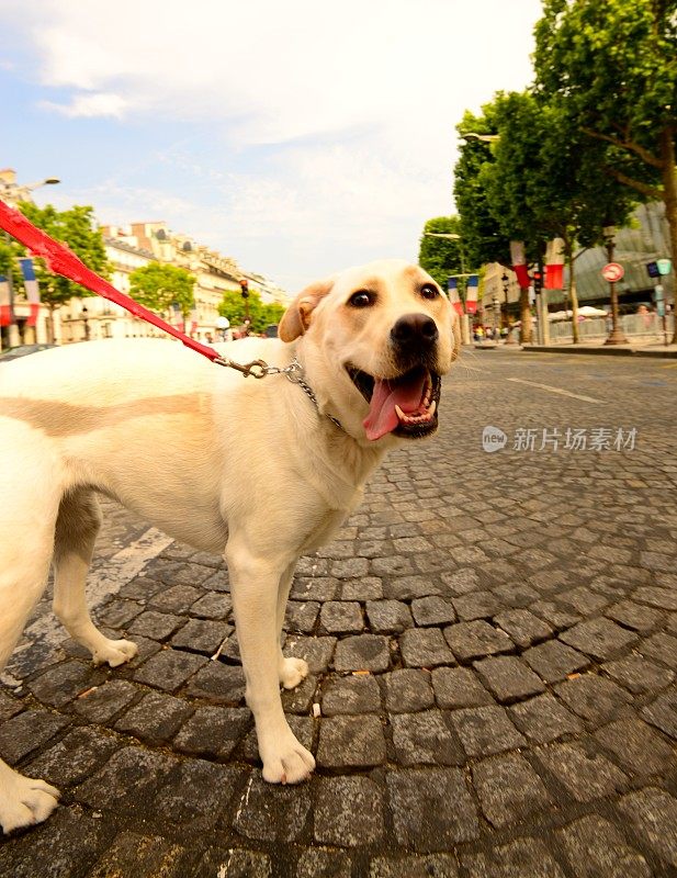 狗在巴黎过马路
