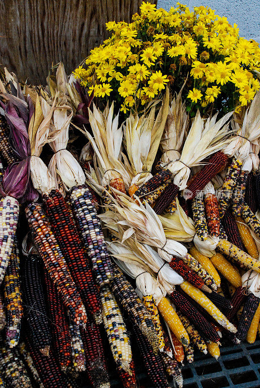 农民在美国康涅狄格州的莱姆市东部市场上销售印第安玉米和秋花