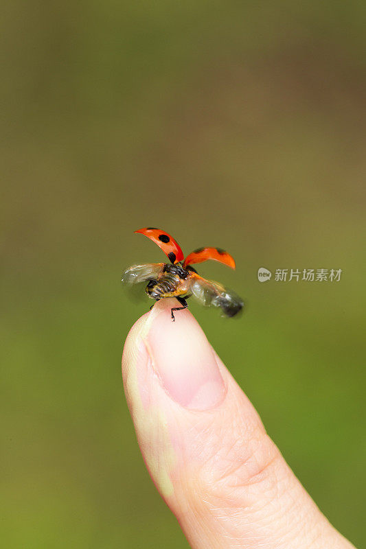 瓢虫在飞行