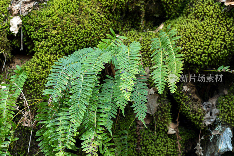 绿蕨类和苔藓