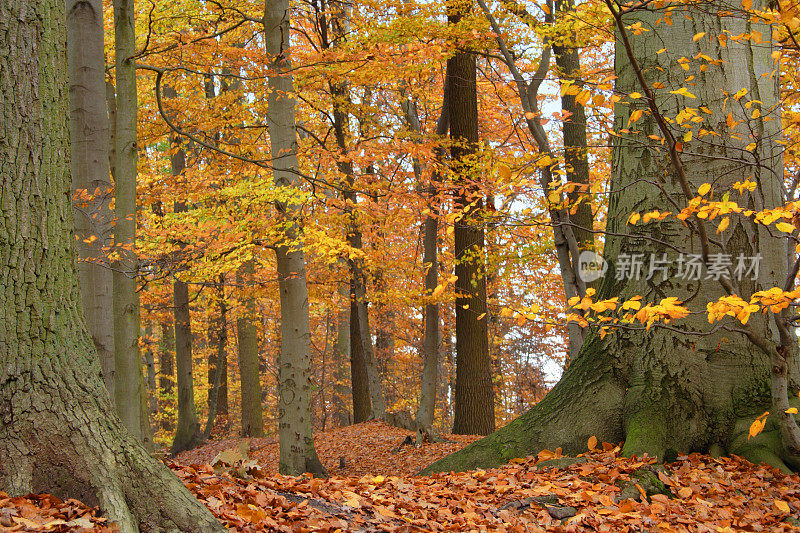 秋天的森林在Lüneburger黑德。