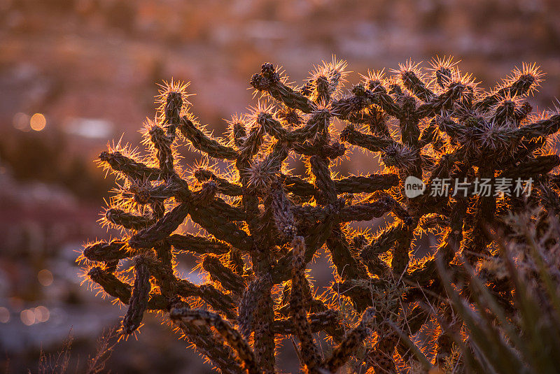 标志性的西南沙漠自然细节