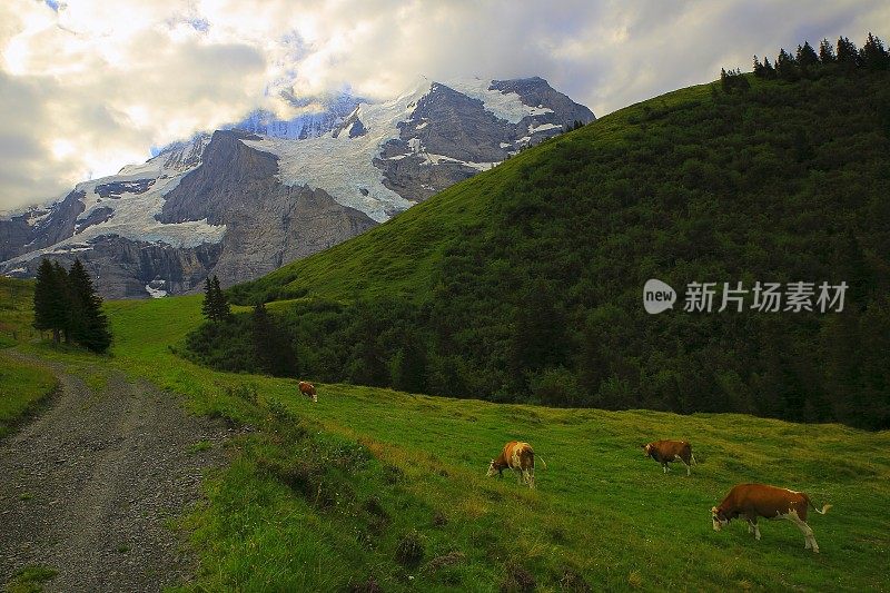 少女，奶牛喂养，伯尔尼高原，瑞士阿尔卑斯山