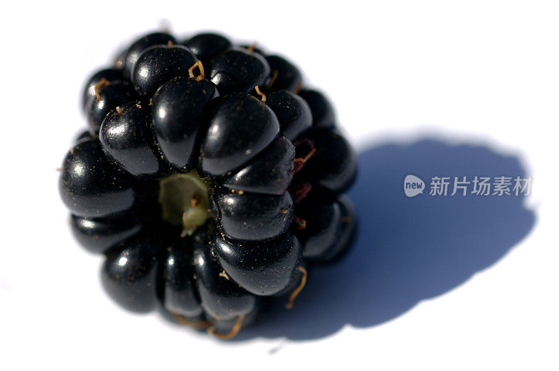 黑莓在纯白色的背景与阴影