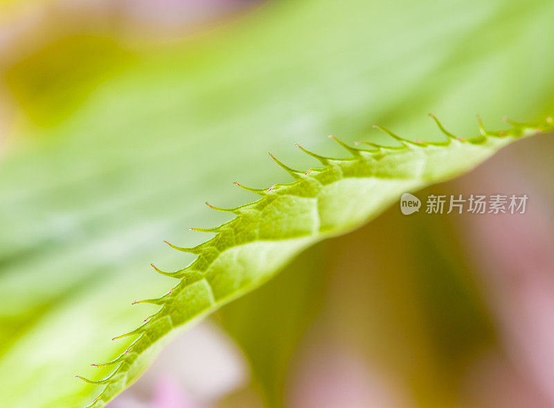 细叶李详情-樱花树