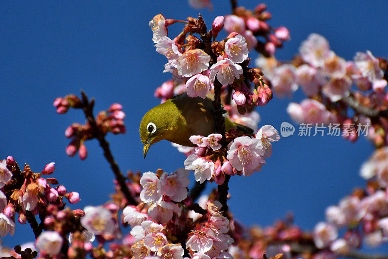 樱花和日本白眼睛