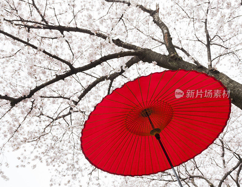 日本春天的雨伞