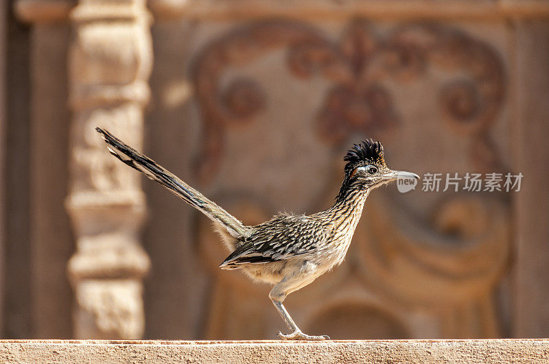 岩架上的Roadrunner