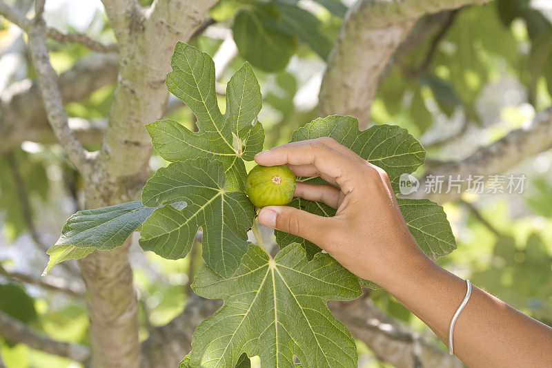 收获无花果