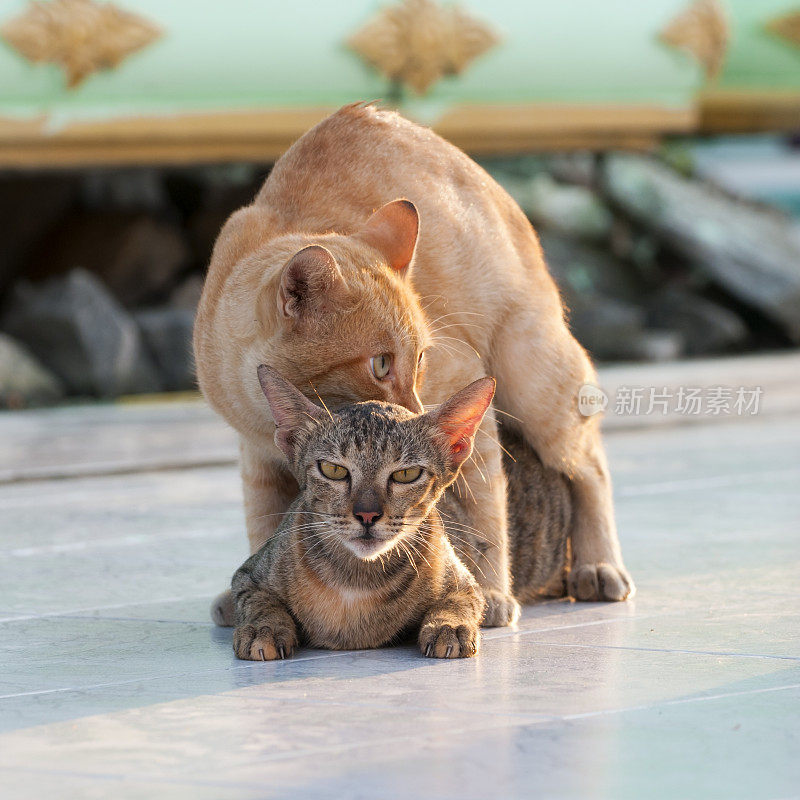 猫和繁殖