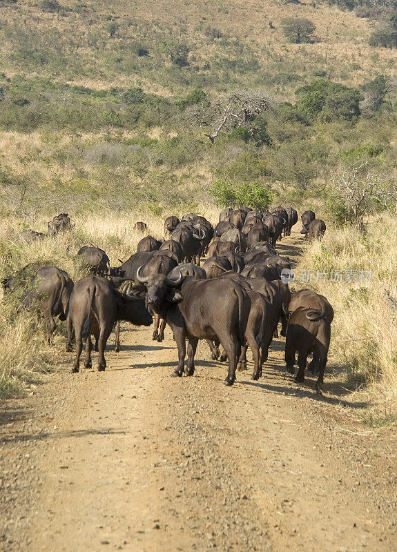公路上的一群非洲水牛