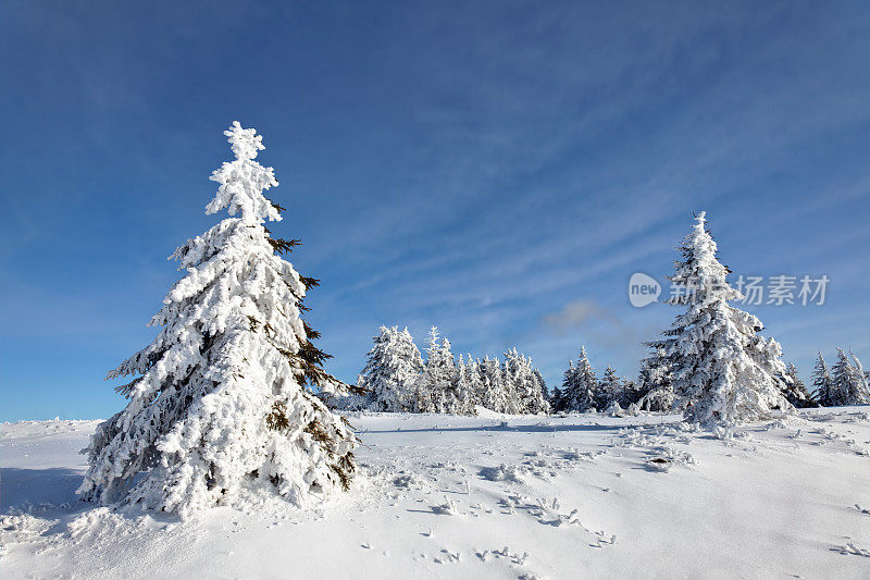 树木在冬季景观与蓝天