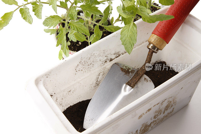 番茄移栽堆肥用花园泥铲