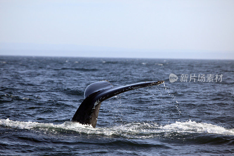魁北克圣劳伦斯河上的座头鲸尾巴
